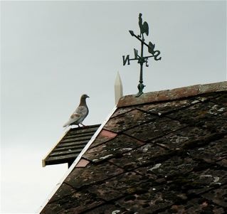 A pigeon pretending to be a weathercock.
England