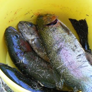 The catch at Harrietville.