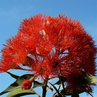 One of many heads on our Flowering Gum tree.