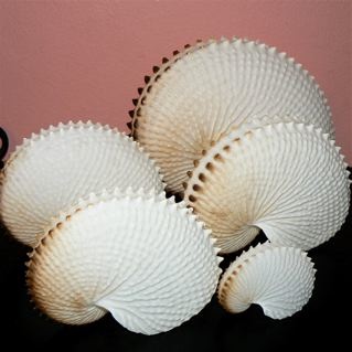 These are not strictly shells, but are the egg casings for the Argonaut.