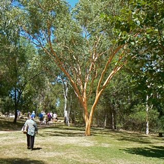 When the tree looses its bark and turns a salmon colour it is seen as a sign of the approaching Dry Season.