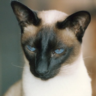 The last of our lovely Siamese cats.
R.I.P.