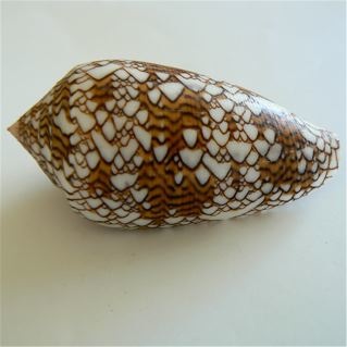 Conus textile