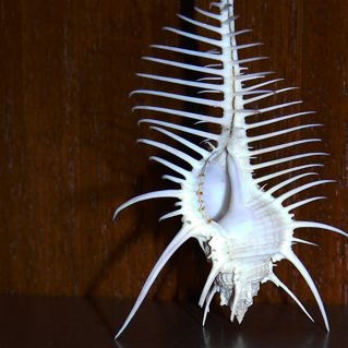 Murex pecten