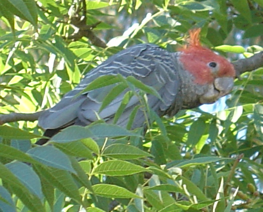 Another male gang gang. Males have vivid red heads while the females are more dowdy. They are the Australian Capital Territory avian emblem.