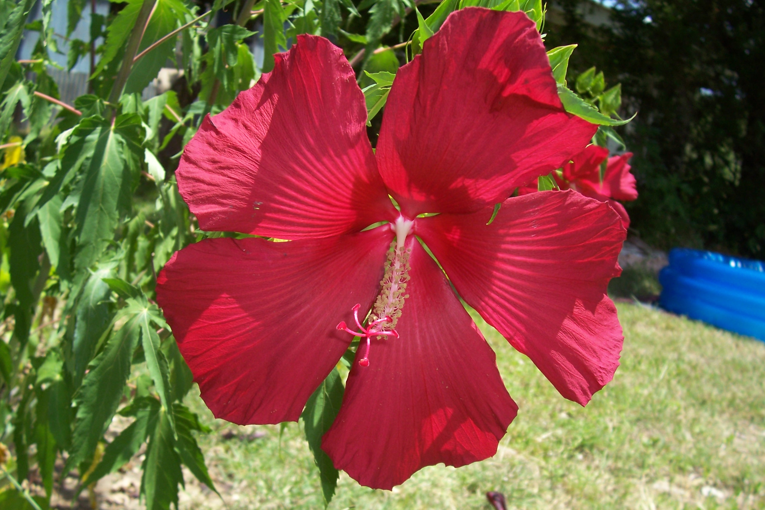 my lord baltimore hibiscus