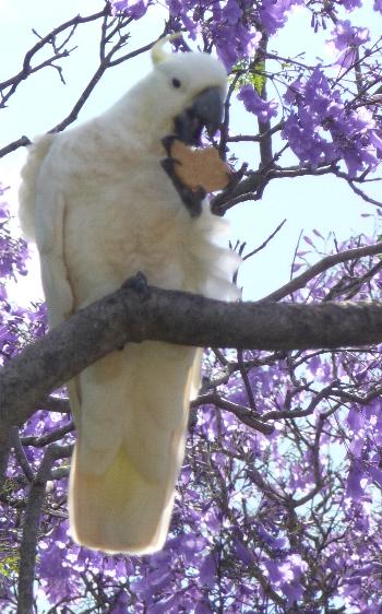 Hand fed and eating the biscuit in the jacaranda tree