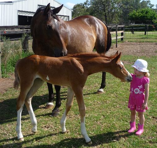 Laura patting a friendly week old foal while it's mother looks on.