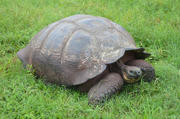 A large old Galapagos tortoise on Santa Cruz Island.