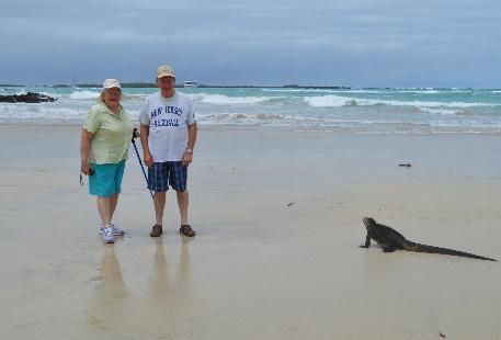 Marine Iguana going back to the water in front of our Hotel on Isabela Island.