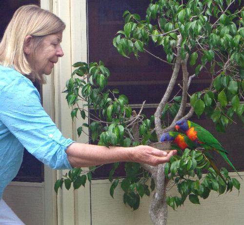 Feeding the lorikeets in my back yard.