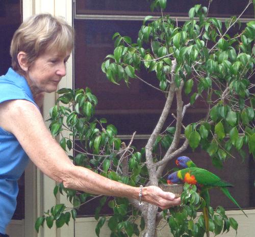 Kathy feeding the lorikeets in my back yard. I have been feeding them for a couple of months and they generally come at least once a day but this was the only time they saw them while Kathy and Jane were here.