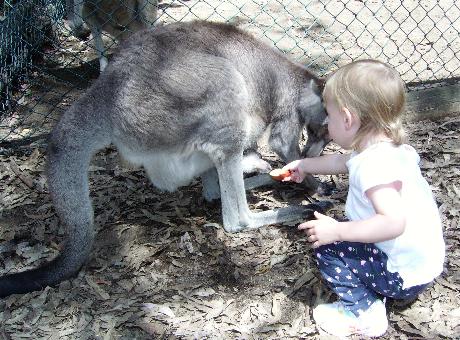 Laura trying to give the joey in the pouch some apple
