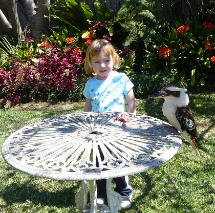 Laura feeding a kookaburra. She got a fright when the second one flew down and landed 6 inches in front of her.