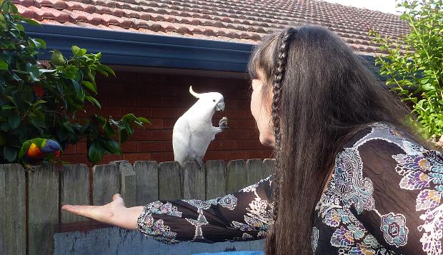 Vici found a variety of birds visited my yard for a feed