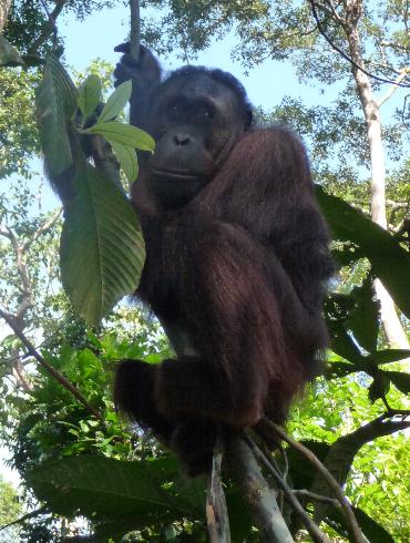 In Sepilok Orangutan Rehabilitation Centre near Sandakan