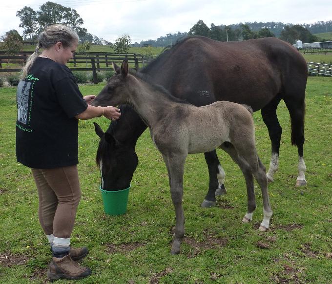 The two week old foal. Official name will probably be Landau but Laura wants him to be called Ringo (Starr)