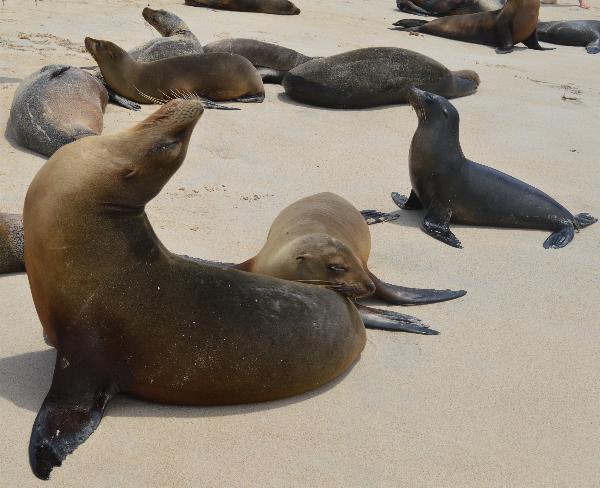 Sea lions on Fanta Fe Island.