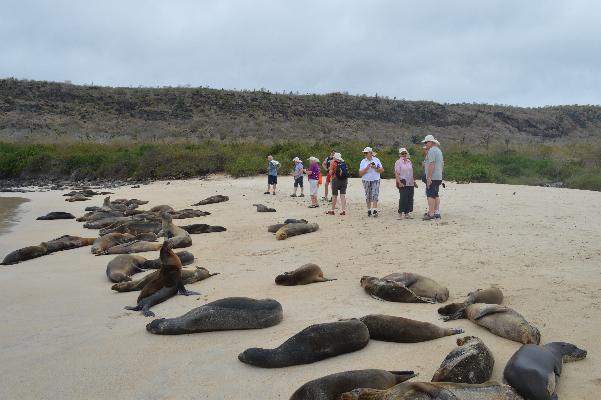 Sea Lions ignoring the visitors on Santa Fe Island.