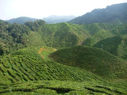 Tea plantation in the Cameron Highlands