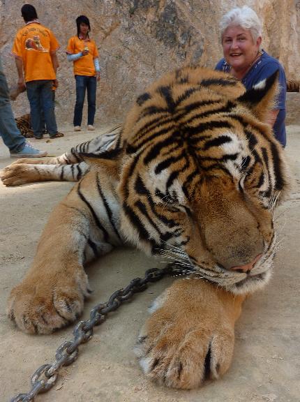 Patting the tigers at the Tiger Temple in Thailand