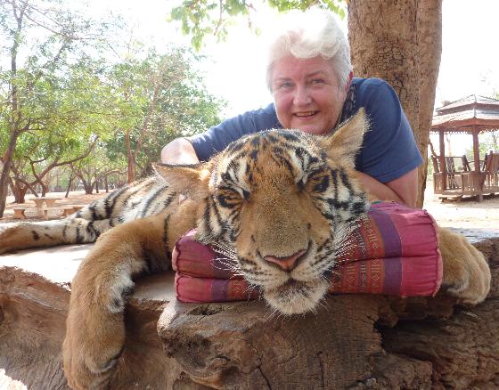 Up close and personal. . Giving the tiger a 'cuddle'