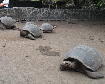 Tortoises in the breeding centre on Isabela Island.