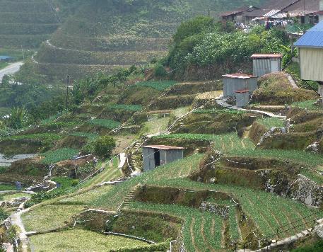 Terraced vegetable growing in Cameron Highlands.