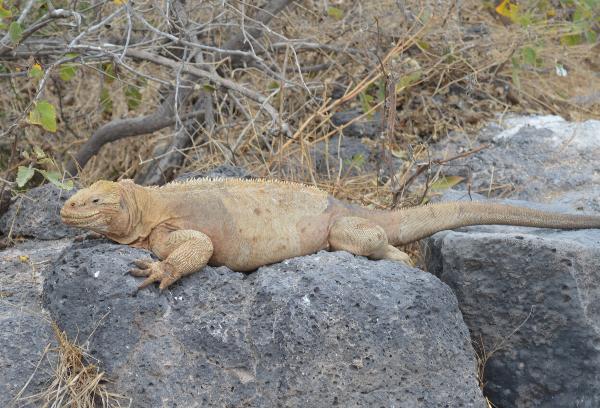 Land Iguana on Santa Fe island.