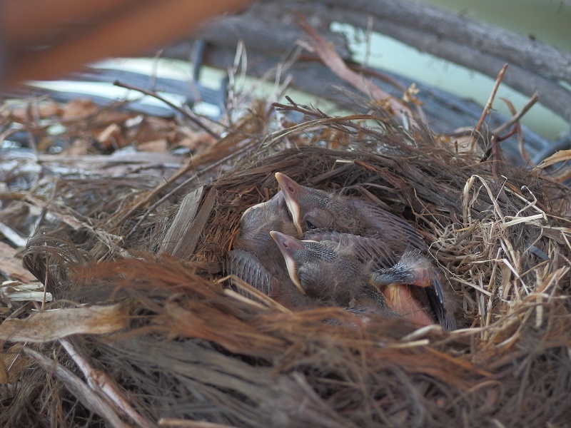 These chicks are in a nest built in a cray pot.  The cray pot is in my garden.