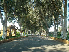 The private road to the Saint Maquare Monastry in Wadi El Natrun/Egypt.