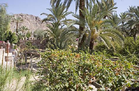 Date Palm Trees in Sinai Egypt.