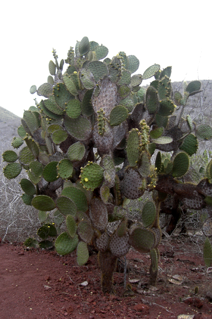 There are huge cactus on most of the islands.