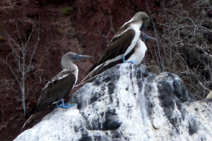 TA DA! The infamous Blue Footed Booby!!