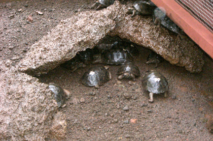 At the Darwin Center they are trying to preserve, rehab and breed the giant tortoise.