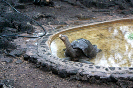 This is Lonesome George.  He is the last of a certain type of tortoise. He shows no interest in the "girlfriends" nearby, nor they in him.  Hence the name.