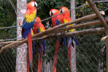 Scarlet Macaws. The greeters as you enter the site - Copan