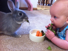 Back off, bunny.  The carrots are mine.