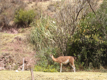 From the bus. Llamas graze everywhere. They have the right of way on the roads.