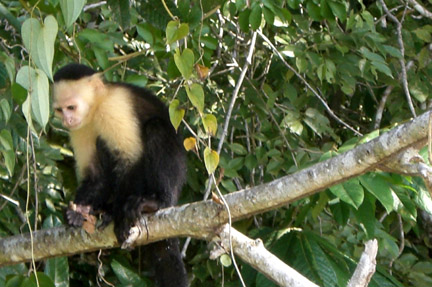 Monkey Island on the Chagres River. This guy joined us in the boat!