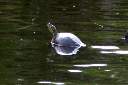 The boat drifted right by this guy. He never moved.