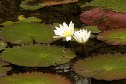 The water near the shore was thick with water lilies.