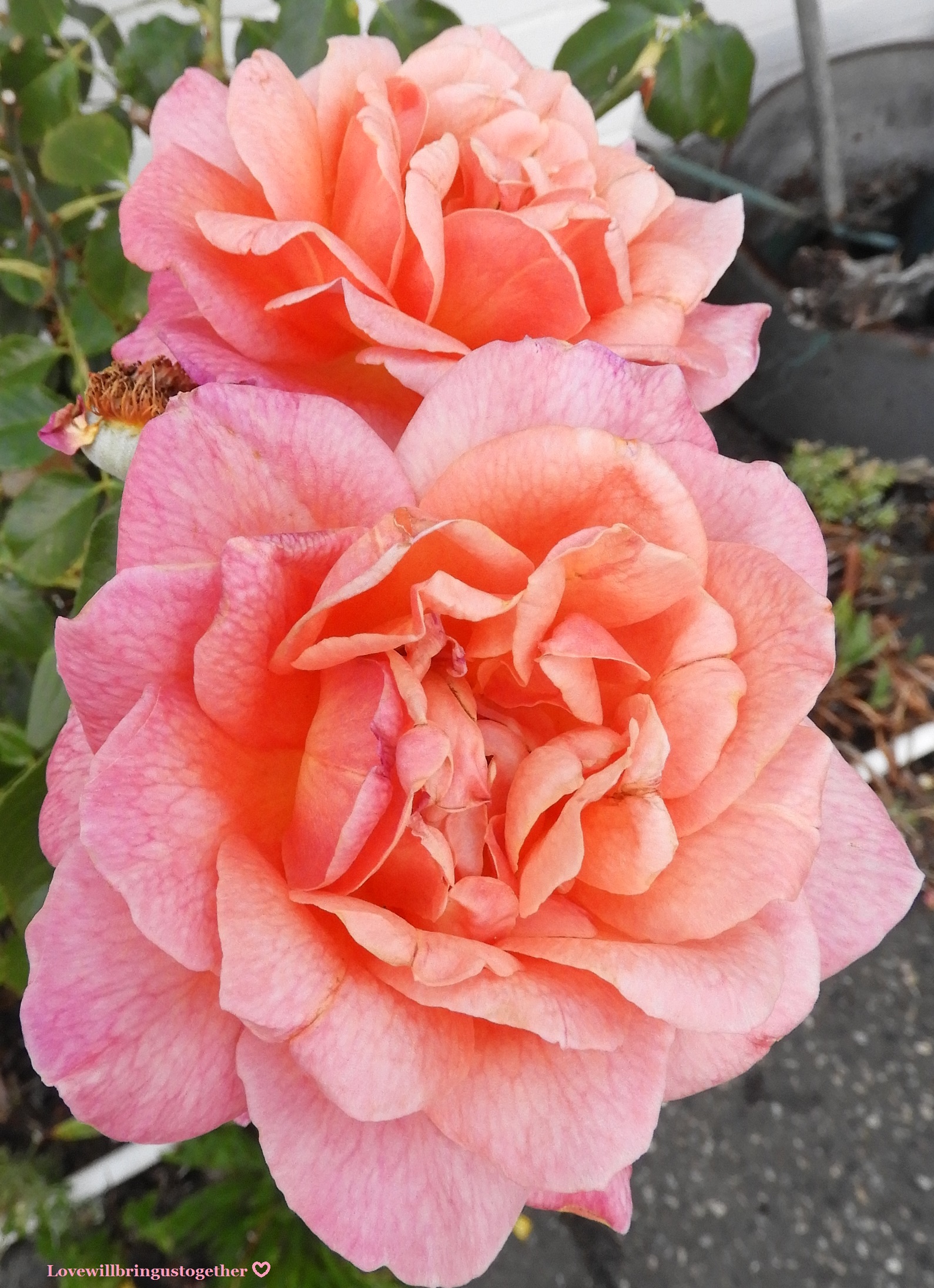 A yellow Apricot coloured rose in bloom, but in cool conditions it starts out red to orange pink.