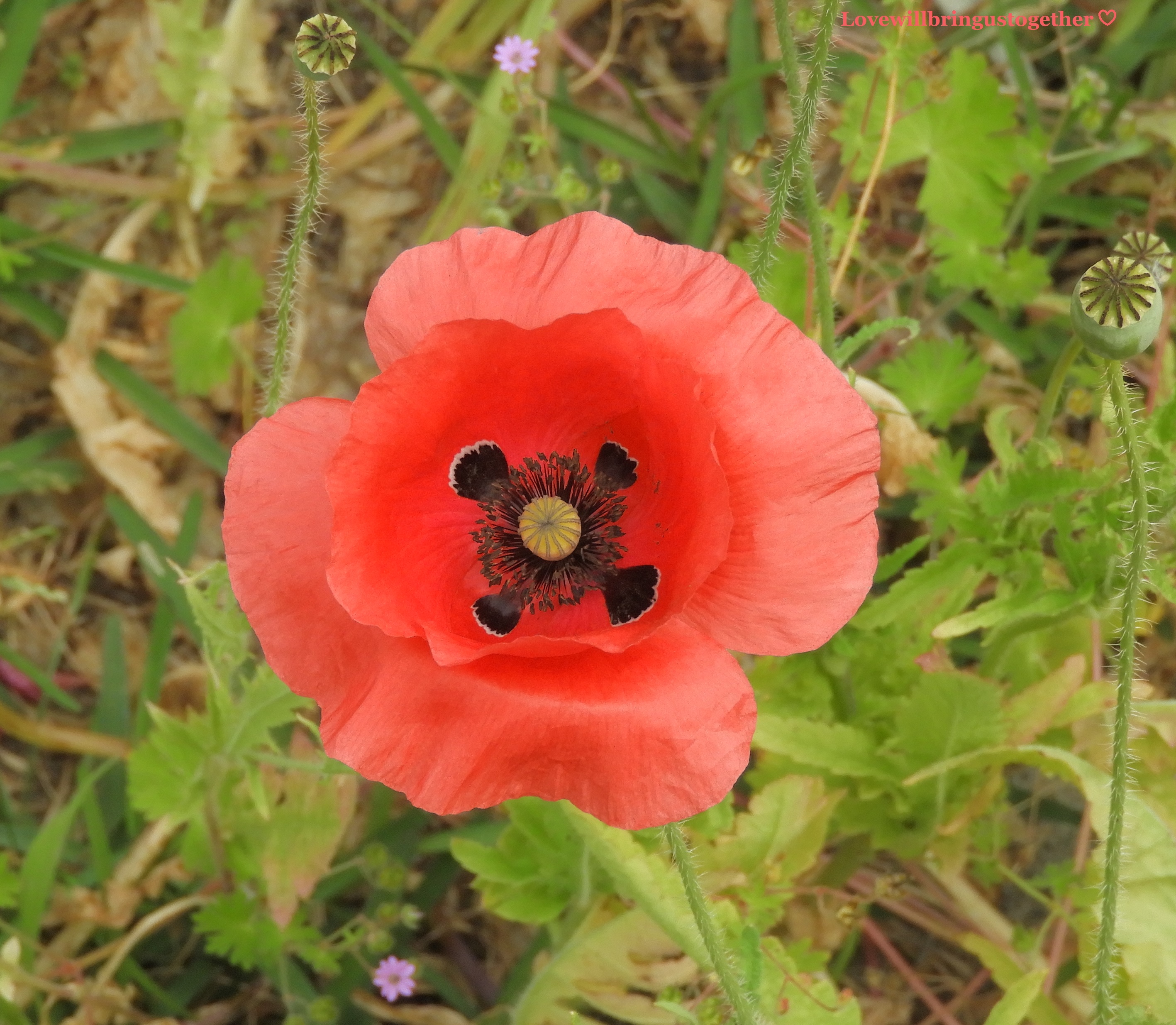 Poppy with a black 'cross' as per the fields of Flanders in WW1. This morphed from my red roses after their second season after I first got some poppy seeds.