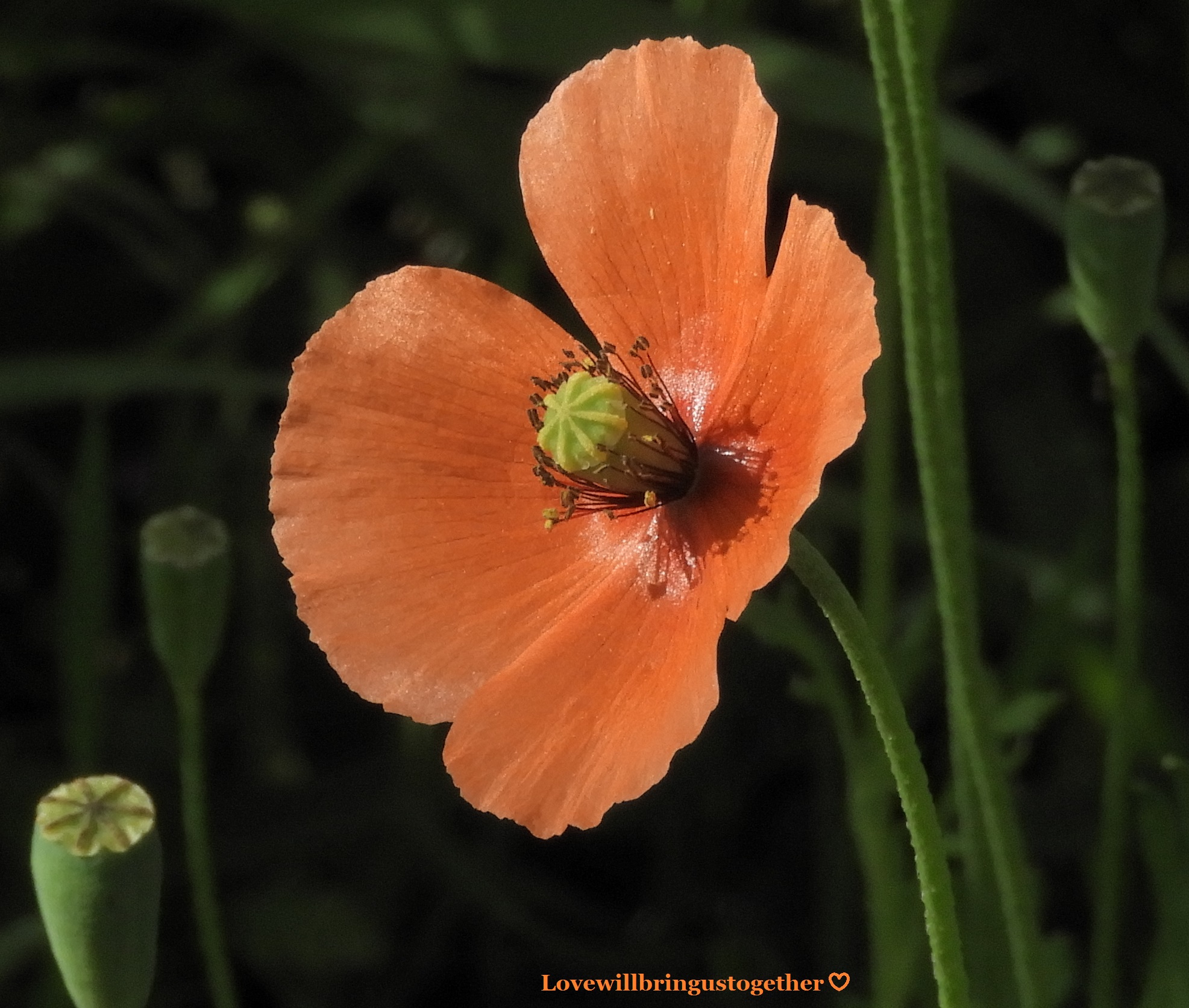 These poppies grew naturally (not seeded/planted by me) in my garden they are around 1/2 the size of true poppies.