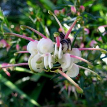 <b>HRJn08 a very small grevillea Kate/Sydney</b>