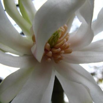 <b>SLJn08 Magnolia stellata Kate/Sydney</b>