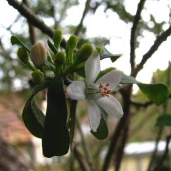 <b>SLJ08 Longleaf waxflower Eriostemon myoporoides Rutaceae Kate/Sydney</b>