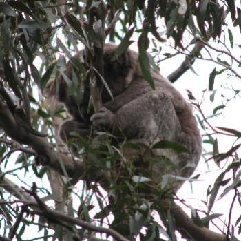 DZJ08 Koala  Phascolarctos cinereus Kate/Sydney