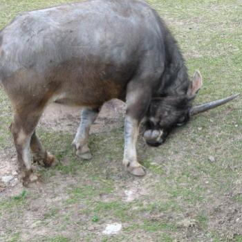 DZJ08 Asiatic Water Buffalo  scratching his head Kate/Sydney